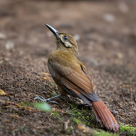 738 Plain-brown woodcreeper (Dendrocincla fuliginosa) - Ecuador