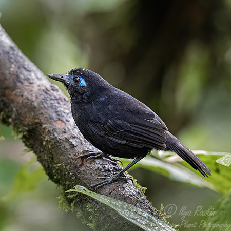 722 Zeledon's antbird male (Hafferia zeledoni) - Ecuador