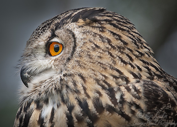 061 Eurasian Eagle-Owl (Bubo bubo) - Kazakhstan
