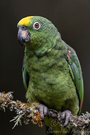507 Yellow-crowned parrot (Amazona ochrocephala) - Colombia cloud forest