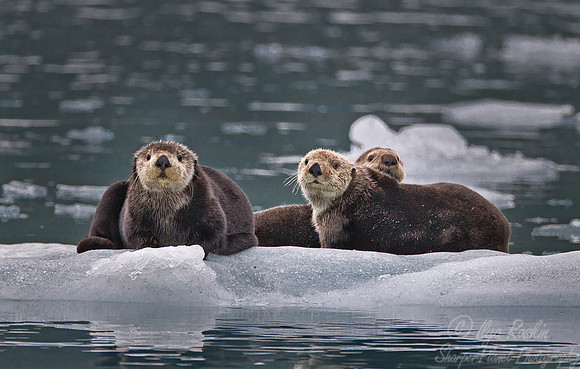 058 Sea Otter (Enhydra lutris) AK