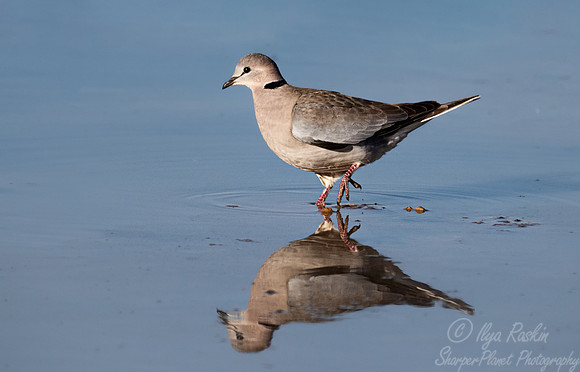 182 Ring-necked or Cape turtle dove (Streptopelia capicola) - Kgalagadi Transfrontier Park SA