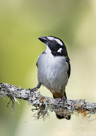 525 Black-winged saltator (Saltator atripennis) - Colombia cloud forest