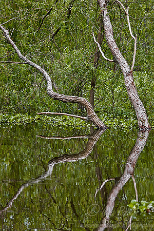 066_Louisiana