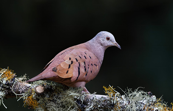 584 Ruddy ground dove (Columbina talpacoti) - Colombia cloud forest