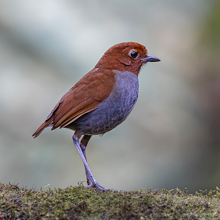 598 Bicolored antpitta (Grallaria rufocinerea) - Colombia cloud forest