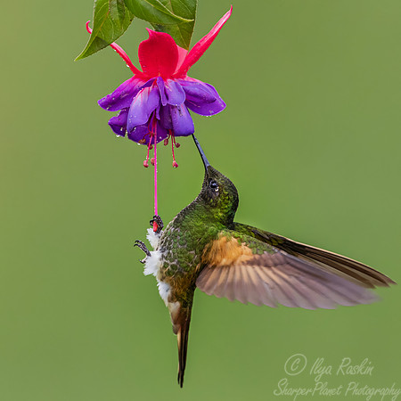 490 Buff-tailed coronet (Boissonneaua flavescens) - Colombia cloud forest