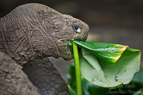 051 Galapagos giant tortoise (Chelonoidis nigra) - Galapagos Ecuador