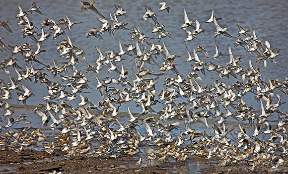 090 Flying Shorebirds - DE