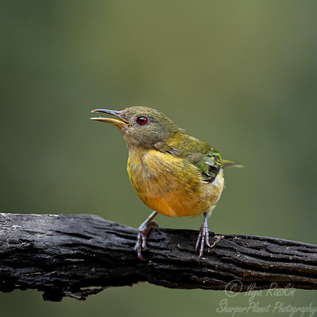 705 Golden-collared honeycreeper female (Iridophanes pulcherrimus) - Ecuador