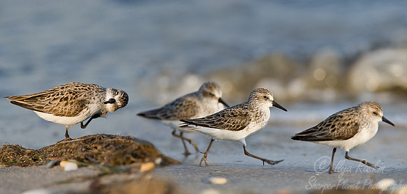 083 Semipalmated Sandpiper - DE