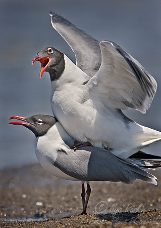 030 Laughing Gulls - DE