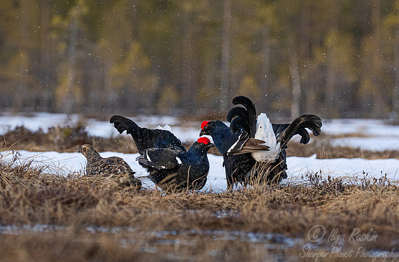 036 Black grouse (Lyrurus tetrix) - Finland