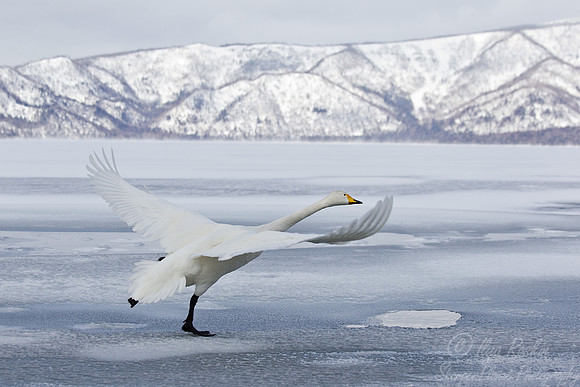 099 Whooper Swan (Cygnus cygnus) - Hokkaido Japan