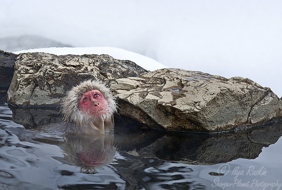 045 Japanese macaque (Snow monkey)(Macaca fuscata) - Nagano Japan
