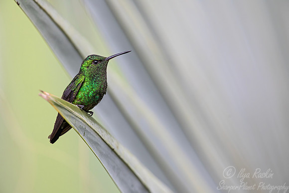 438 Steely-vented hummingbird (Saucerottia saucerottei) - Colombia cloud forest
