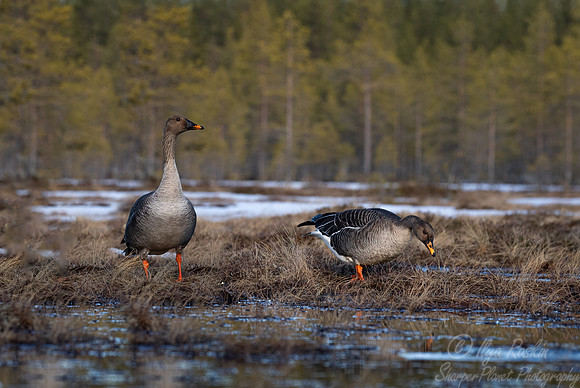 024 Bean goose (Anser fabalis) - Finland