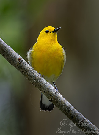 148 Prothonotary warbler (Protonotaria citrea) - SC