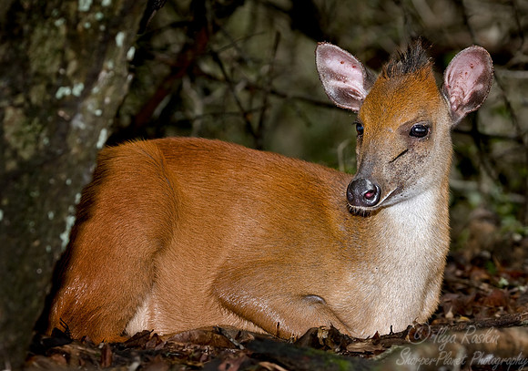 050_Red Duiker_South Africa