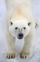 2017 Svalbard Polar Bears