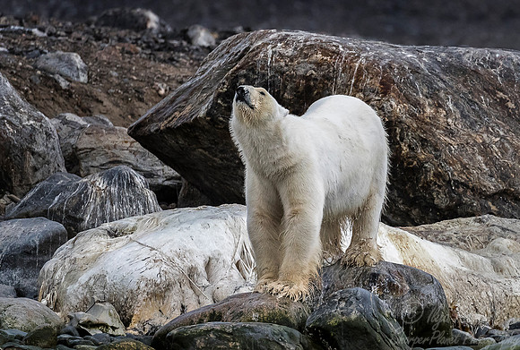 061 Polar Bear (Ursus maritimus) - Svalbard Norway
