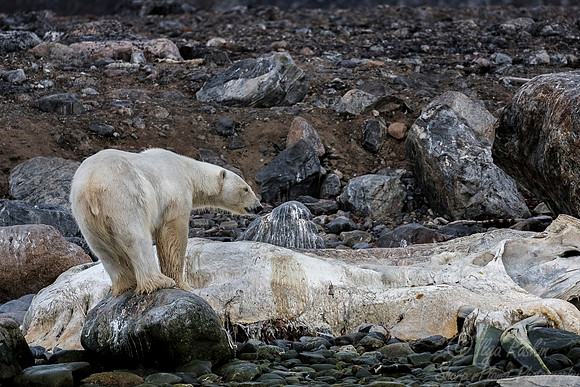 062 Polar Bear (Ursus maritimus) - Svalbard Norway