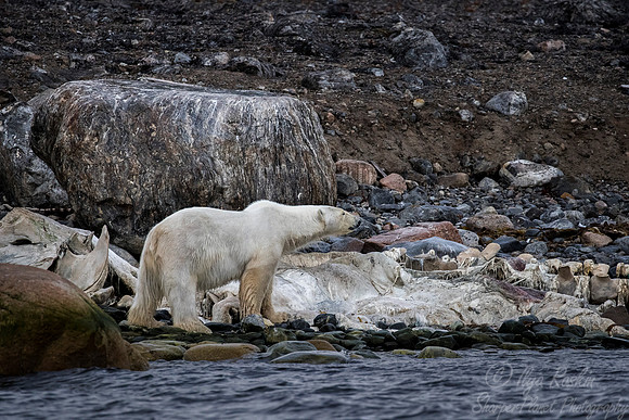 063 Polar Bear (Ursus maritimus) - Svalbard Norway