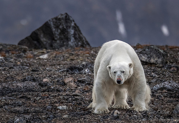 064 Polar Bear (Ursus maritimus) - Svalbard Norway
