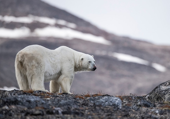 065 Polar Bear (Ursus maritimus) - Svalbard Norway
