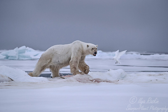 069 Polar Bear (Ursus maritimus) - Svalbard Norway