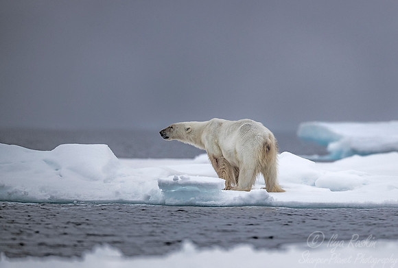 070 Polar Bear (Ursus maritimus) - Svalbard Norway