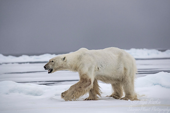 072 Polar Bear (Ursus maritimus) - Svalbard Norway