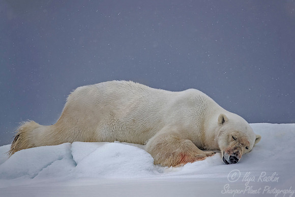 078 Polar Bear (Ursus maritimus) - Svalbard Norway