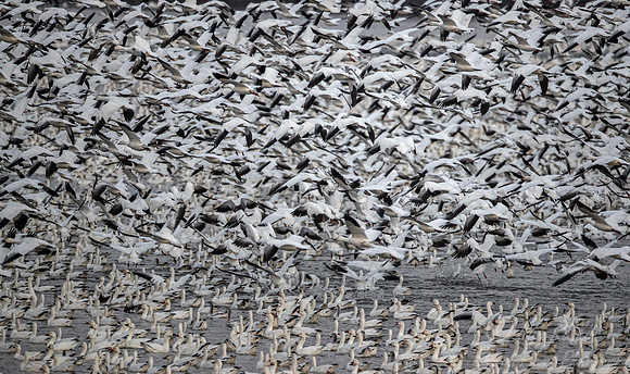 286 Snow geese (Anser caerulescens) - PA