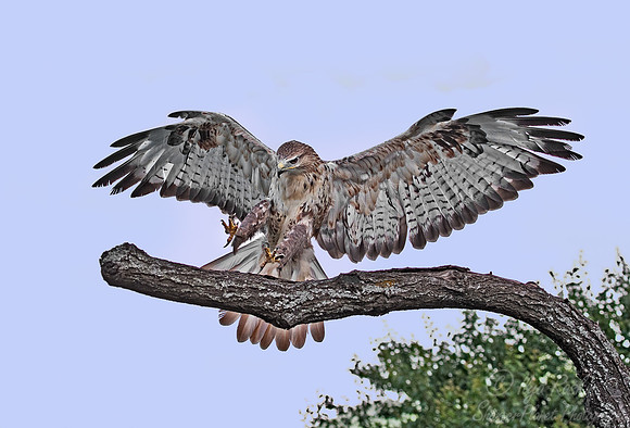 037 Common Buzzard (Buteo buteo) - Kazakhstan