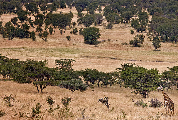 071_Giraffe_Tanzania