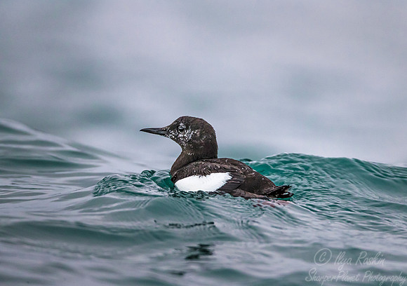 076 Black Guillemot (Cepphus grylle) Svalbard - Noway