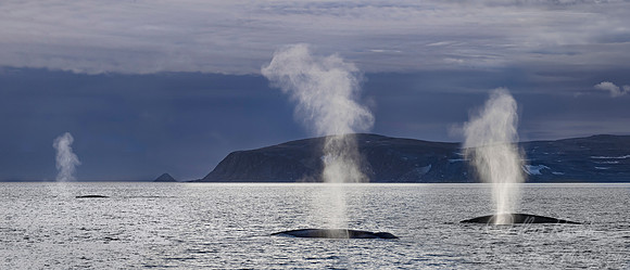 136 Blue Whales (Balaenoptera musculus) Svalbard - Norway