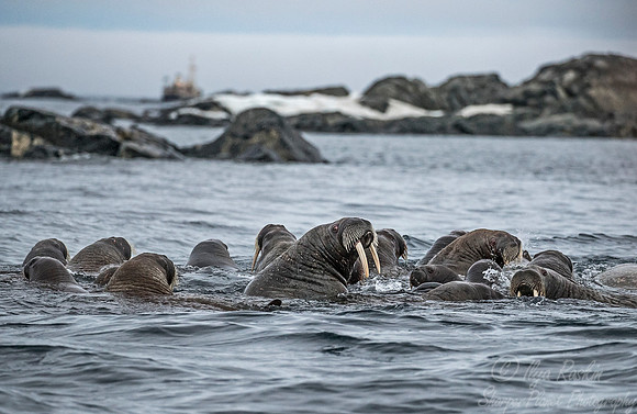 140 Walruses (Odobenus rosmarus) Svalbard - Norway