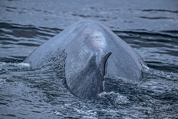 138 Blue Whale (Balaenoptera musculus) Svalbard - Norway