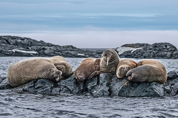 143 Walruses (Odobenus rosmarus) Svalbard - Norway