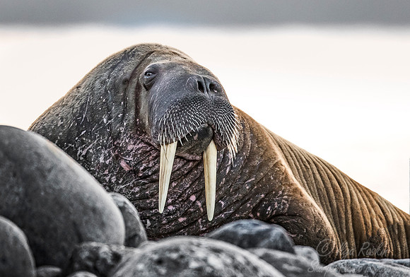 146 Walrus (Odobenus rosmarus) Svalbard - Norway