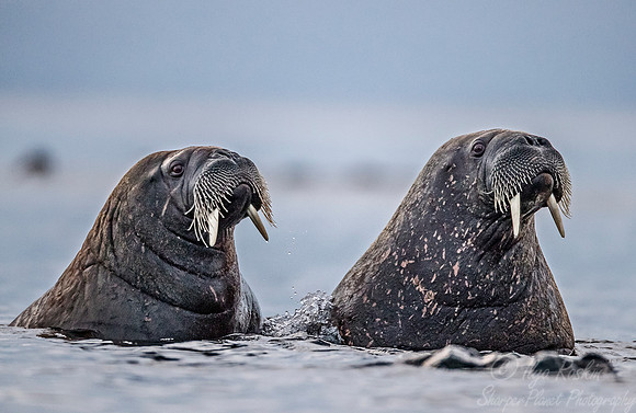 147 Walruses (Odobenus rosmarus) Svalbard - Norway