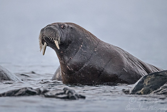149 Walrus (Odobenus rosmarus) Svalbard - Norway