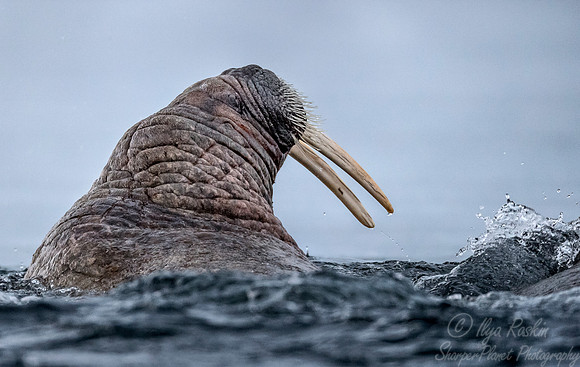 151 Walrus (Odobenus rosmarus) Svalbard - Norway
