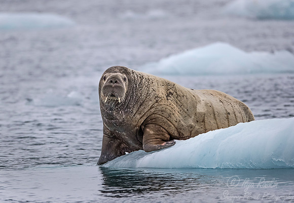 153 Walrus (Odobenus rosmarus) Svalbard - Norway