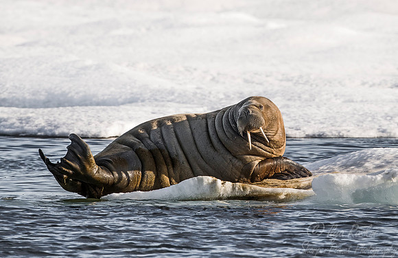 155 Walrus (Odobenus rosmarus) Svalbard - Norway