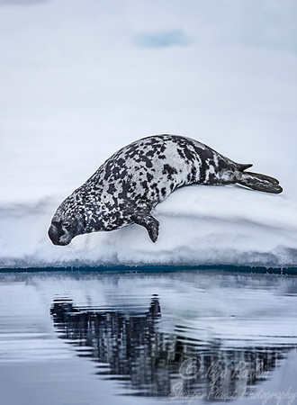 157 Hooded Seal (Cystophora cristata) Svalbard - Norway
