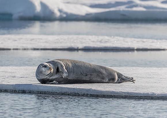 158 Bearded Seal (Erignathus barbatus) Svalbard - Norway