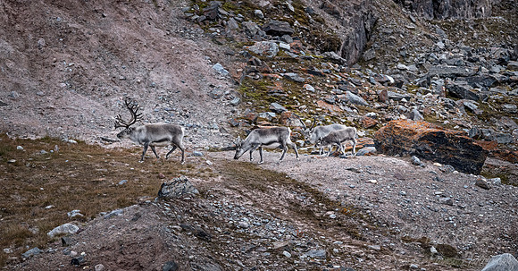 206 Svalbard Reindeer (Rangifer tarandus) Svalbard - Norway